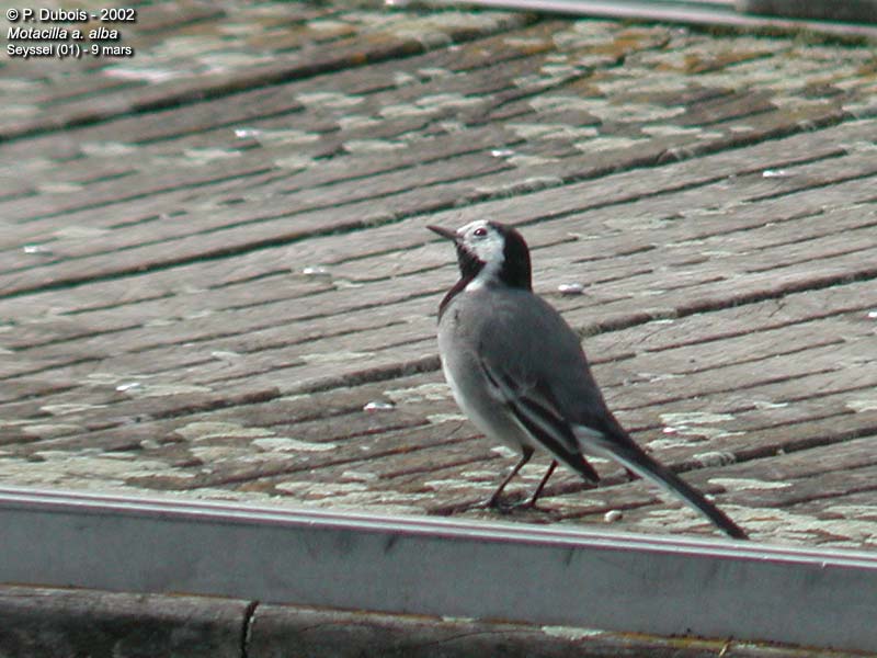 White Wagtail or Pied Wagtail